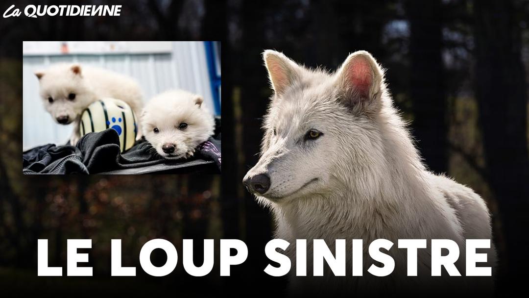 EPISODE 931 : Le loup sinistre