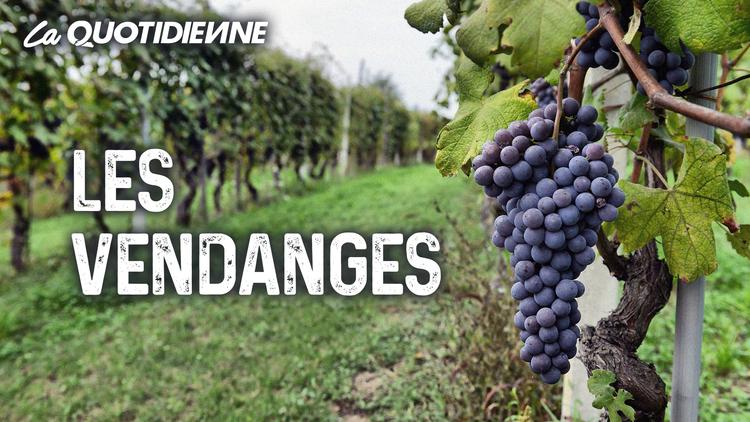 Épisode 72 : Les Vendanges