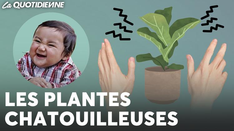 Épisode 734 : Les plantes chatouilleuses