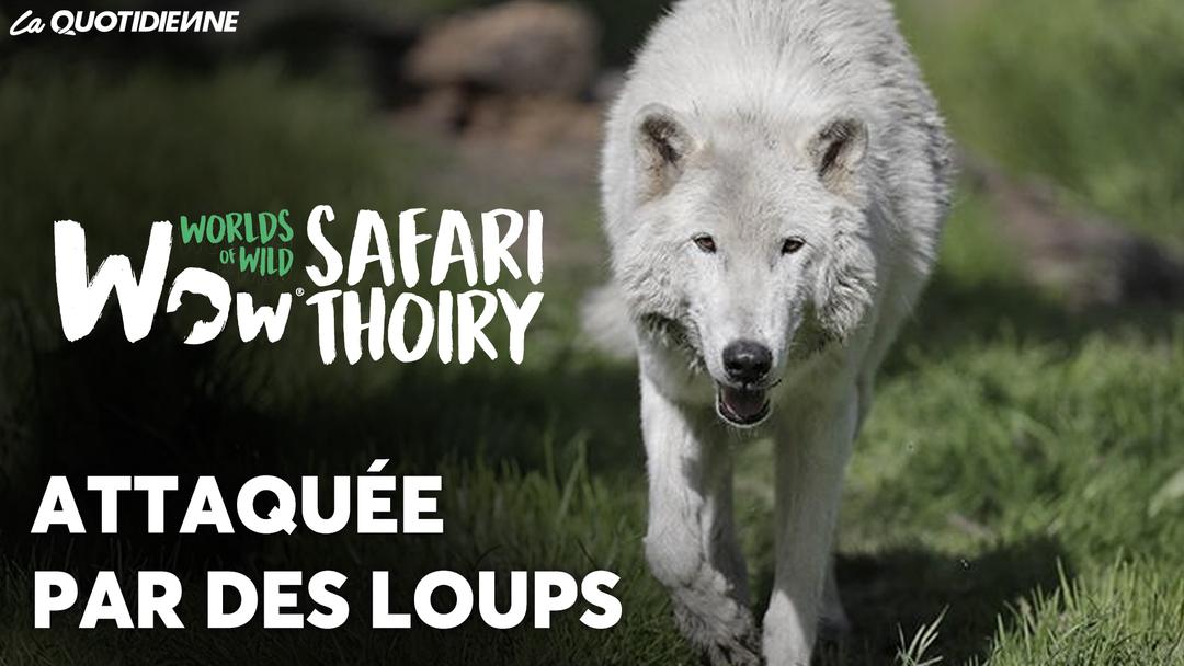 Épisode 856 : Attaquée par des loups