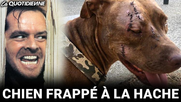 Épisode 537 : Chien frappé à la hache