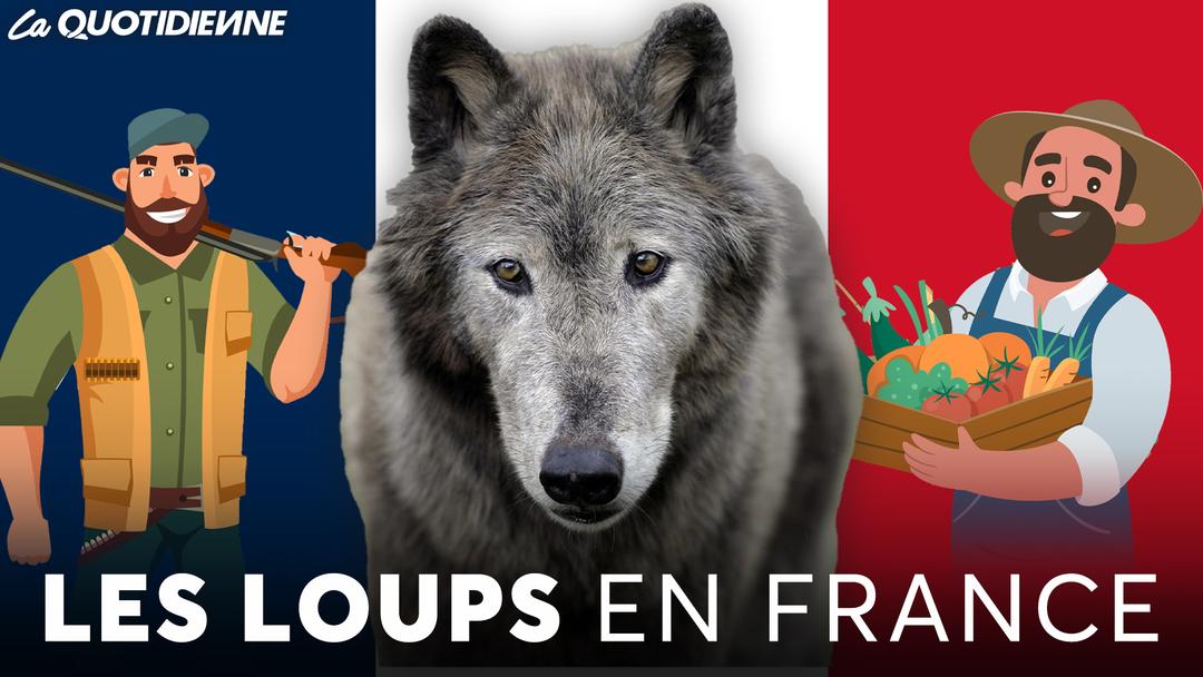 Épisode 780 : les loups en france