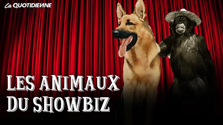 Épisode 306 : Les animaux du showbiz