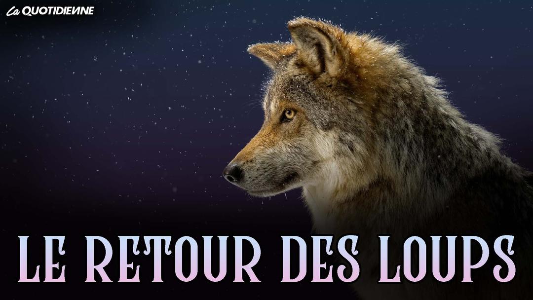 Épisode 378 : Le retour des loups