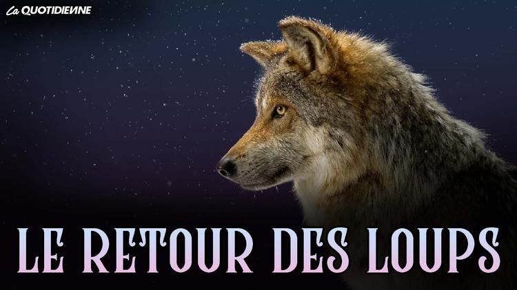 Épisode 378 : Le retour des loups