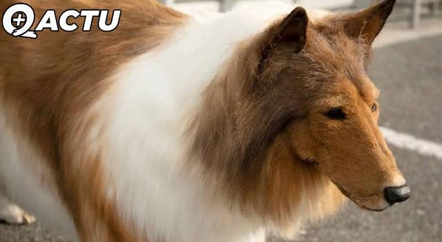 Devenir un animal, ils réalisent leur rêve