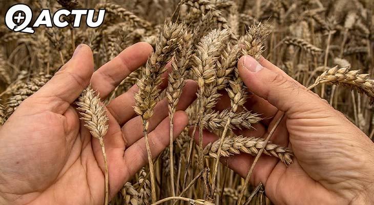 Les exportations de céréales ukrainiennes débloquées