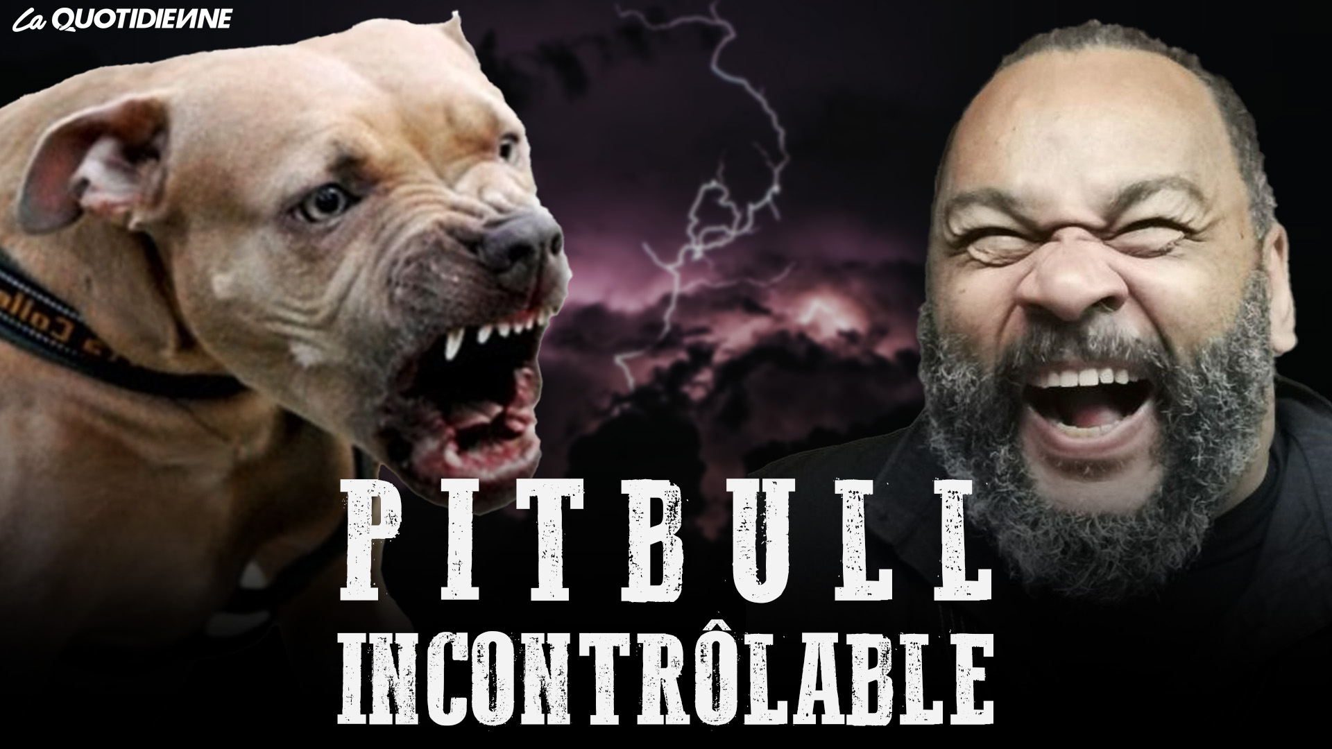 Épisode 560 : Pitbull incontrôlable
