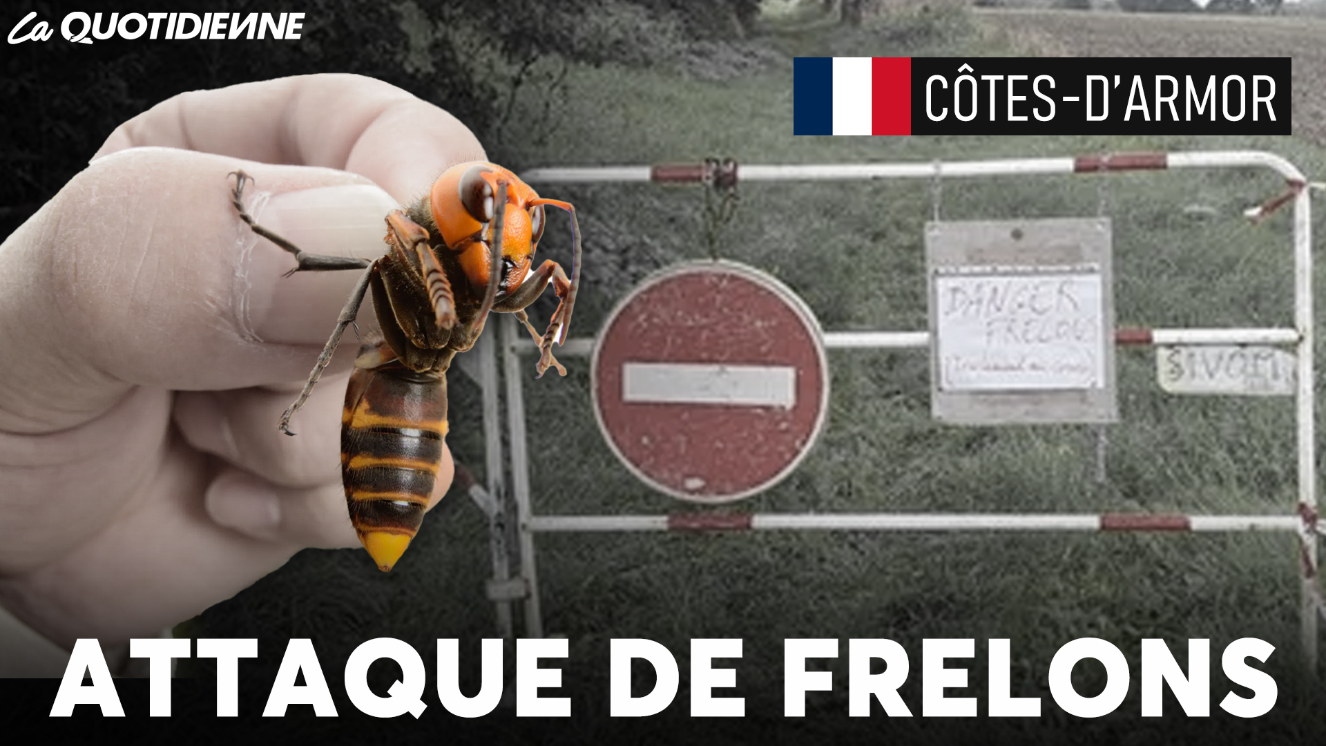 EPISODE 881 : Attaque de frelons