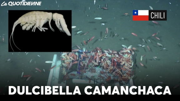 EPISODE 901 : Dulcibella Camanchaca