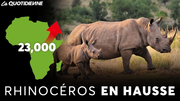 Épisode 785 : Rhinocéros en hausse