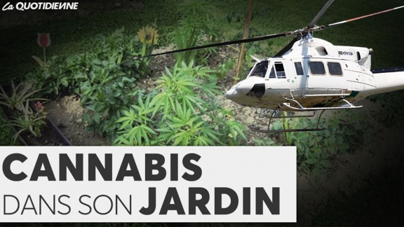 Épisode 575 : Cannabis dans son jardin